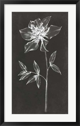 Framed Single Stem IV Print