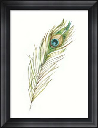 Framed Watercolor Peacock Feather II Print