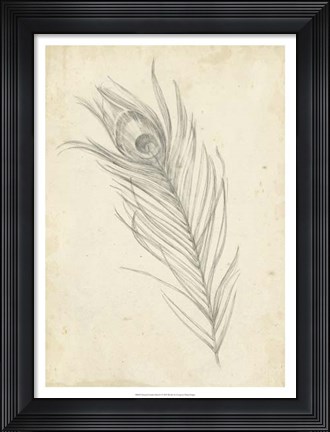 Framed Peacock Feather Sketch I Print