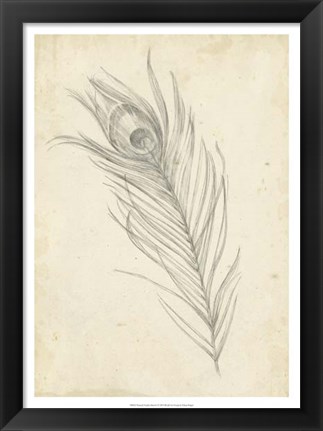 Framed Peacock Feather Sketch I Print