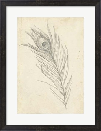 Framed Peacock Feather Sketch I Print