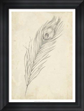 Framed Peacock Feather Sketch II Print