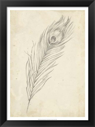 Framed Peacock Feather Sketch II Print