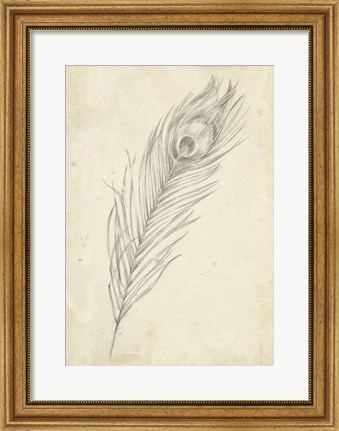 Framed Peacock Feather Sketch II Print
