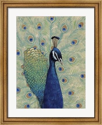 Framed Blue Peacock I Print