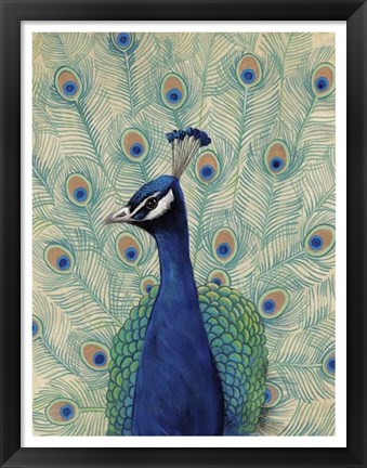 Framed Blue Peacock II Print