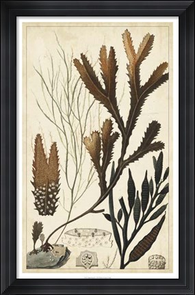 Framed Turpin Seaweed I Print
