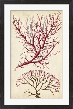 Framed Turpin Seaweed V Print