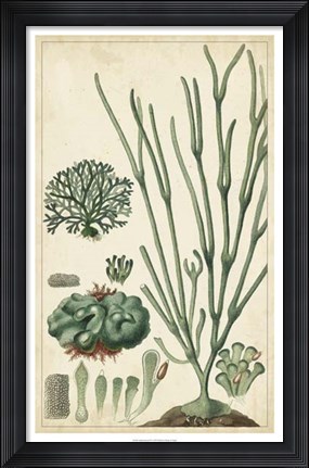 Framed Turpin Seaweed VI Print