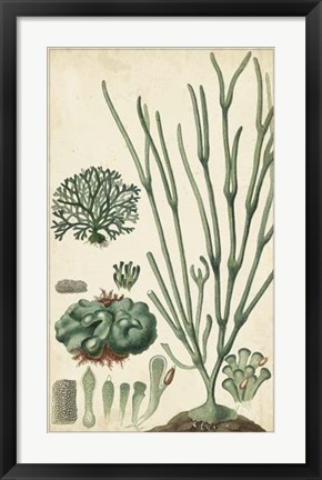 Framed Turpin Seaweed VI Print