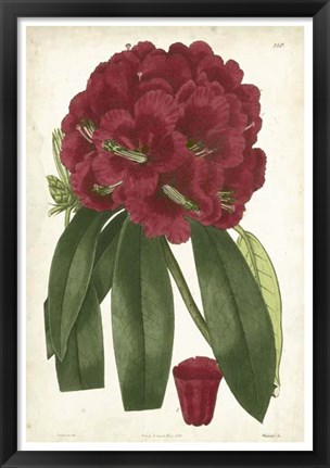 Framed Antique Rhododendron I Print