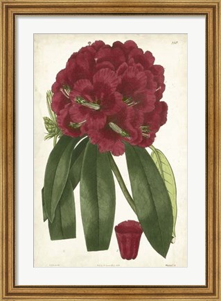 Framed Antique Rhododendron I Print