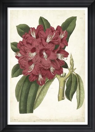 Framed Antique Rhododendron II Print