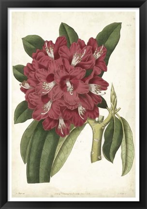 Framed Antique Rhododendron II Print