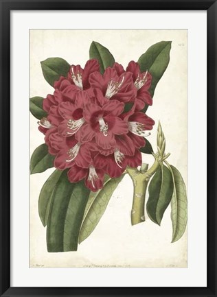 Framed Antique Rhododendron II Print