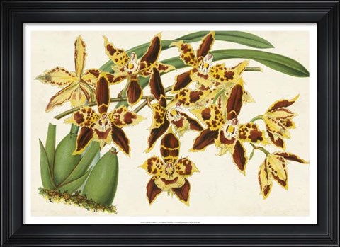 Framed Graceful Orchids I Print