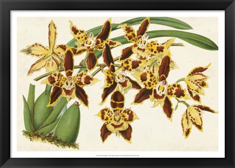Framed Graceful Orchids I Print