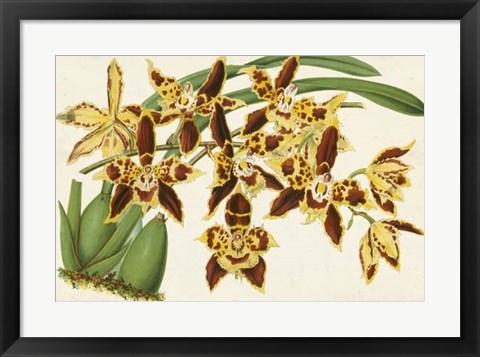 Framed Graceful Orchids I Print