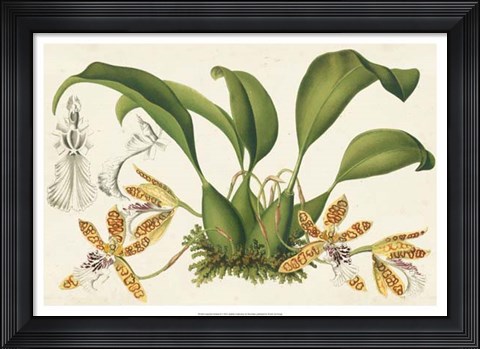 Framed Graceful Orchids II Print