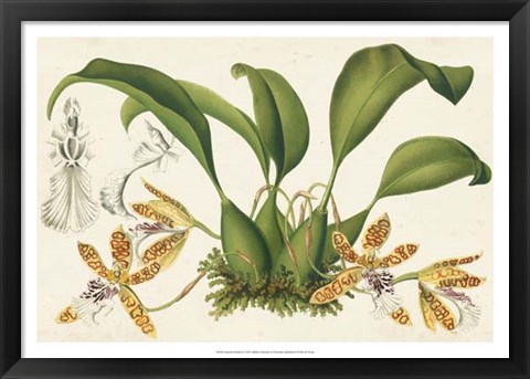 Framed Graceful Orchids II Print