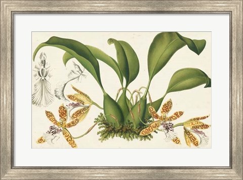 Framed Graceful Orchids II Print