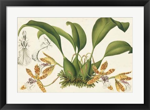 Framed Graceful Orchids II Print