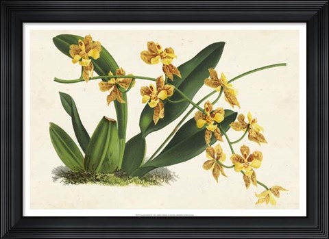 Framed Graceful Orchids III Print