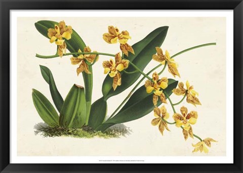 Framed Graceful Orchids III Print