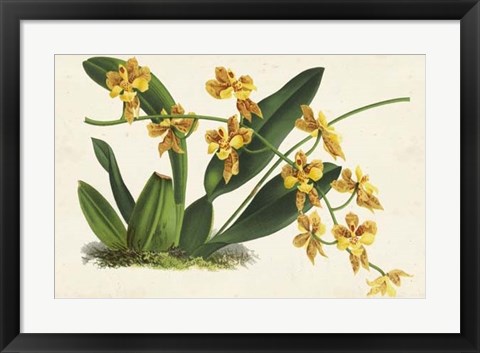 Framed Graceful Orchids III Print