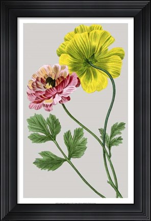 Framed Vintage Garden Varieties I Print