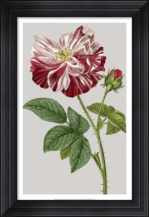 Framed Vintage Garden Varieties II Print