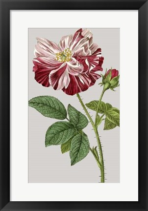 Framed Vintage Garden Varieties II Print