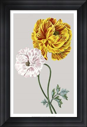 Framed Vintage Garden Varieties III Print