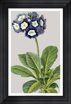 Framed Vintage Garden Varieties IV Print