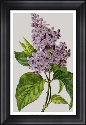 Framed Vintage Garden Varieties V Print