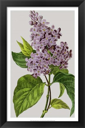 Framed Vintage Garden Varieties V Print