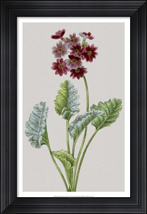 Framed Vintage Garden Varieties VI Print