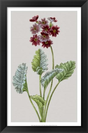 Framed Vintage Garden Varieties VI Print