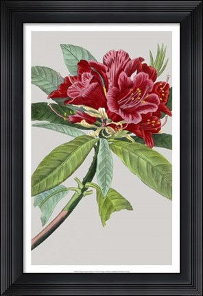 Framed Vintage Garden Varieties VII Print