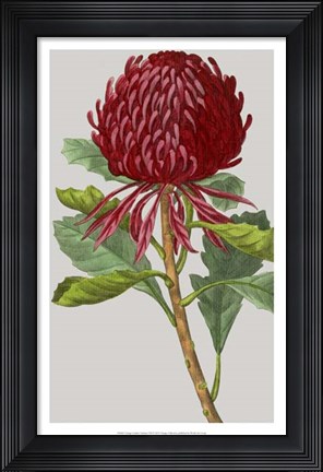 Framed Vintage Garden Varieties VIII Print