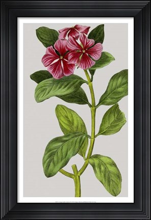 Framed Vintage Garden Varieties IX Print