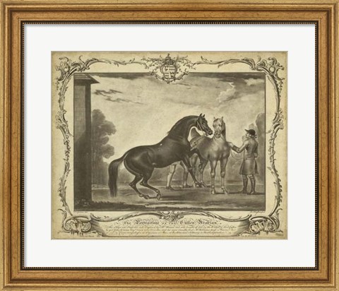 Framed Distinguished Horses III Print