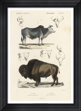 Framed Antique Cow &amp; Bison Study Print