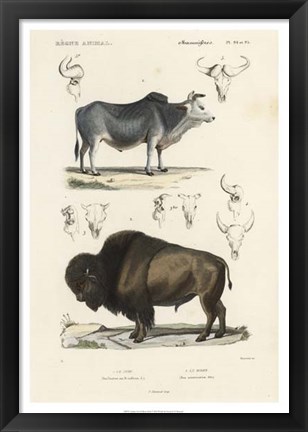 Framed Antique Cow &amp; Bison Study Print