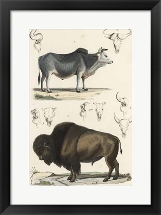 Framed Antique Cow &amp; Bison Study Print