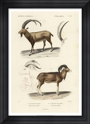 Framed Antique Antelope &amp; Ram Study Print