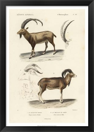 Framed Antique Antelope &amp; Ram Study Print