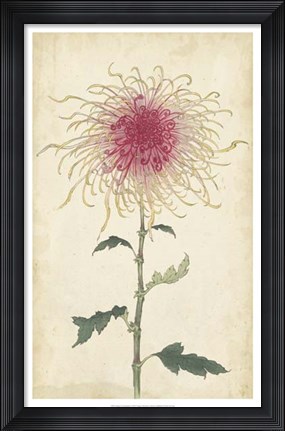 Framed Elegant Chrysanthemums I Print