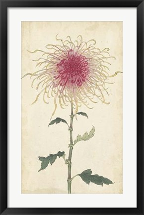 Framed Elegant Chrysanthemums I Print