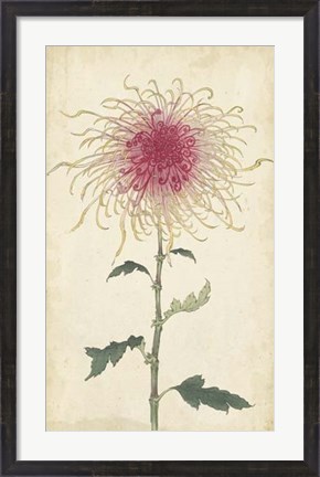 Framed Elegant Chrysanthemums I Print